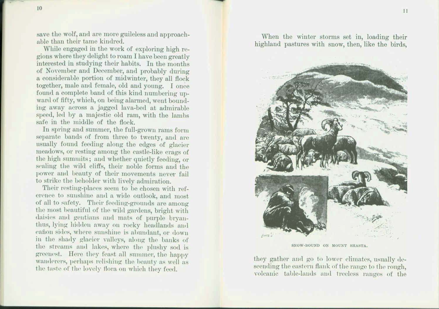 The Wild Sheep--1881. vist0017c